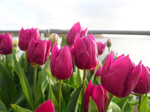 Tulpen in bak bij Sloterplas.